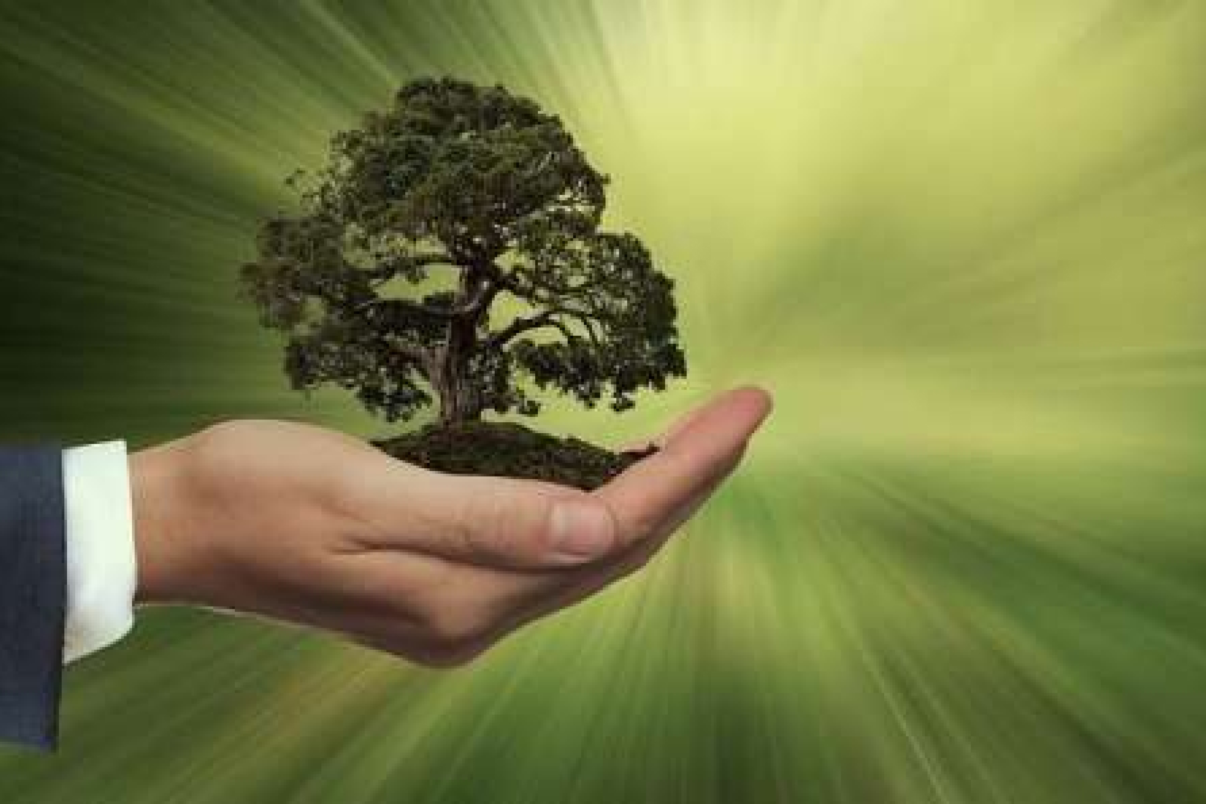 Tree in hand - Environmental Report 2023